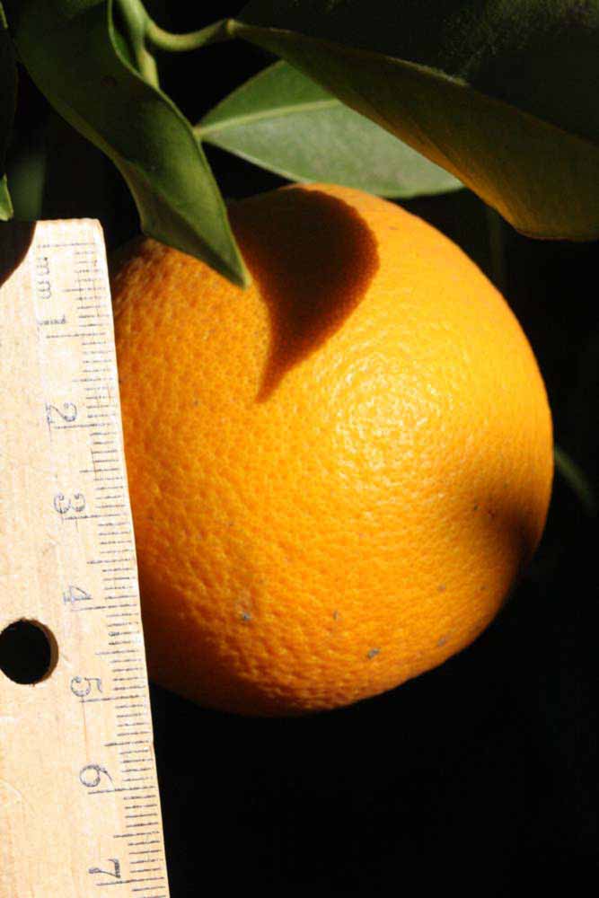              Fruit (Riverside, CA)       